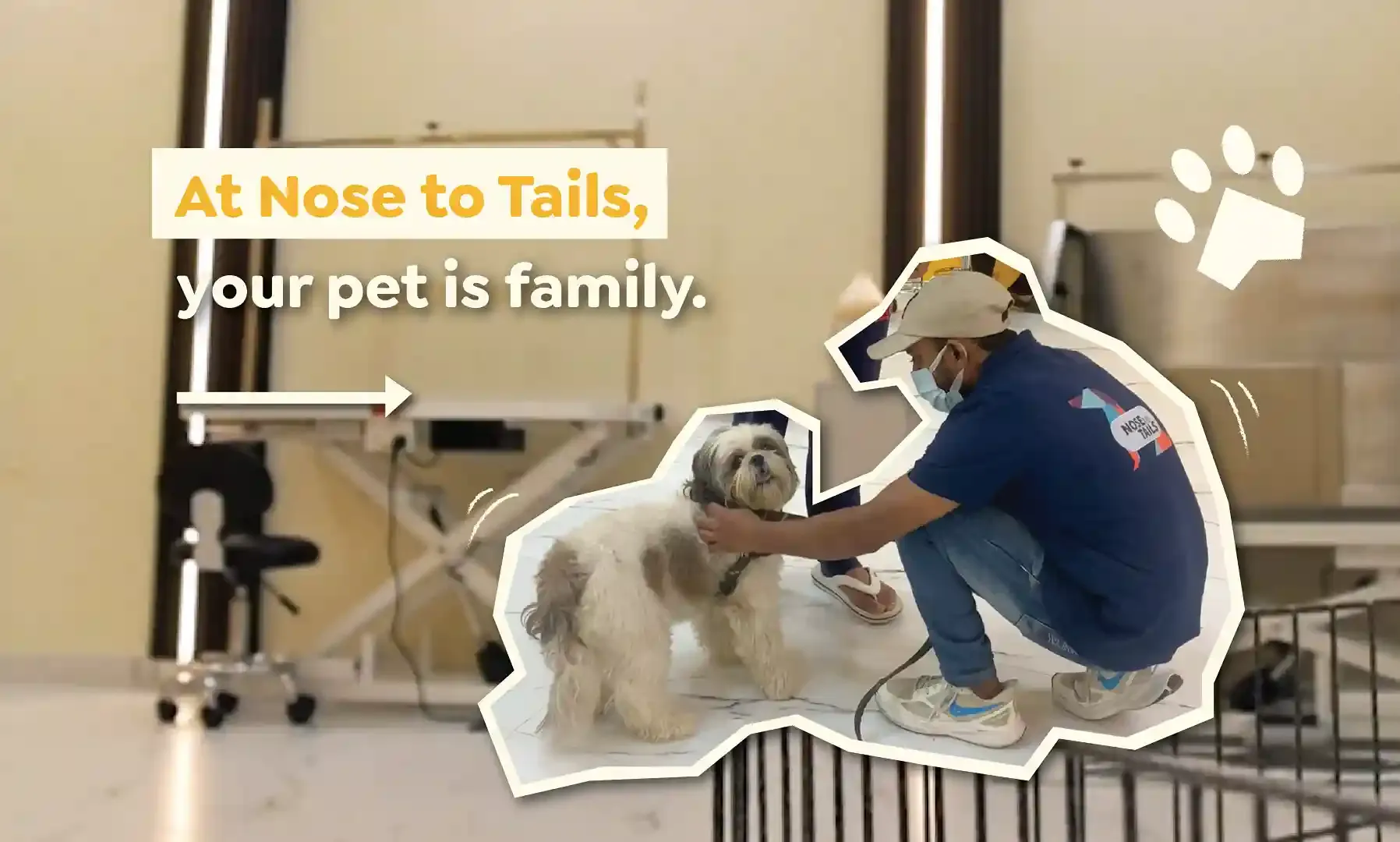 Shih Tzu being welcomed as family at Nose to Tails