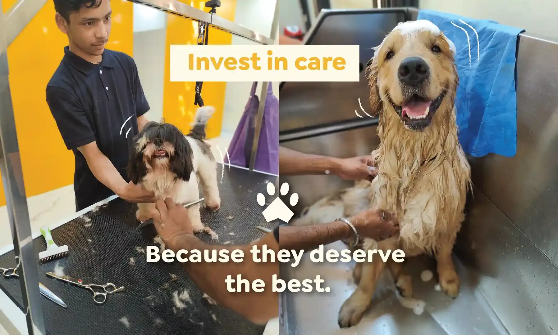 Shih Tzu getting a hair cut and Golden Retriever getting a bath