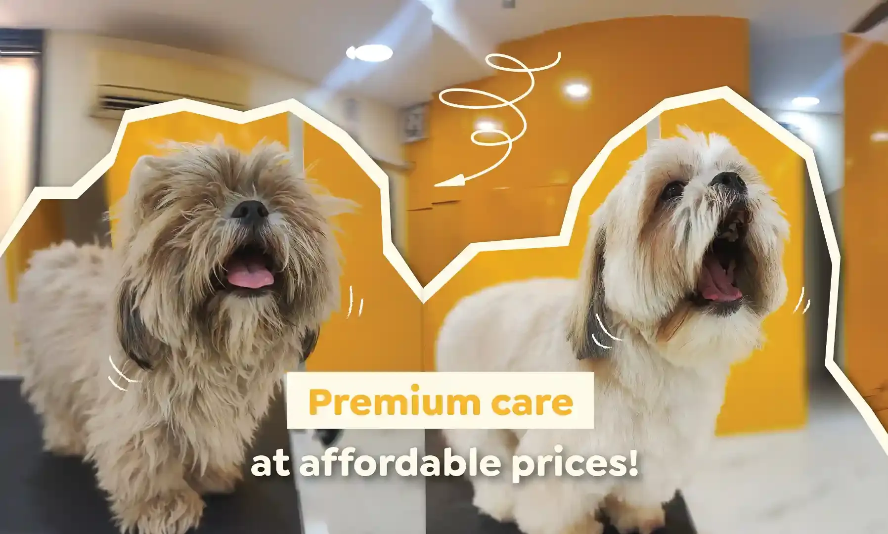 Before and After Grooming picture of a Shih Tzu to show the premium quality at affordable price