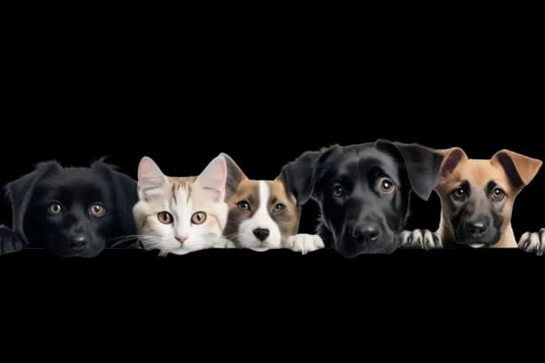 Loyalty Program Pets
