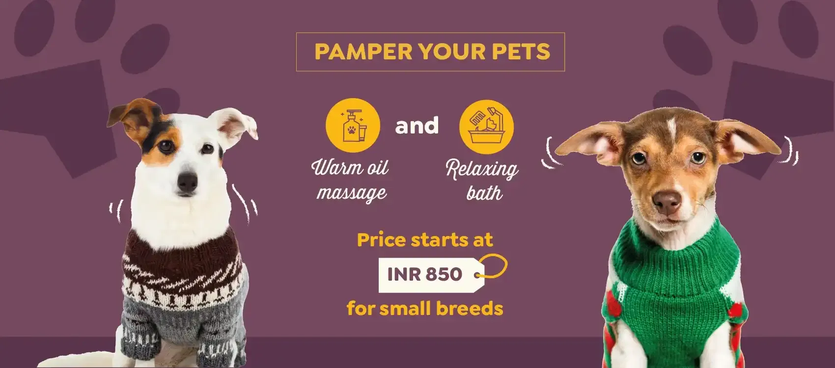 Warm Water Bath and Oil Massage for Dogs starting at INR 850 at Nose to Tails